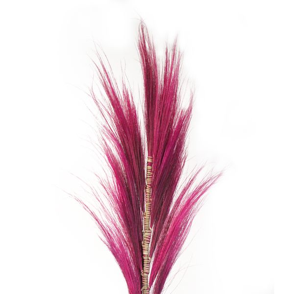 Palmera Rosa de Rayung- 1.6m