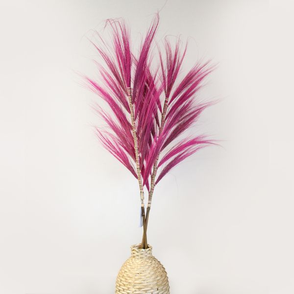 Palmera Rosa de Rayung- 1.6m