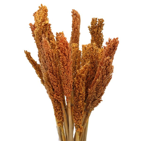 Manojo de hierba de Cantal - Naranja