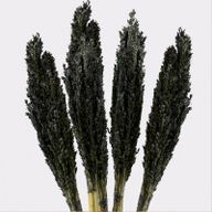 Manojo de hierba de Cantal - Negro