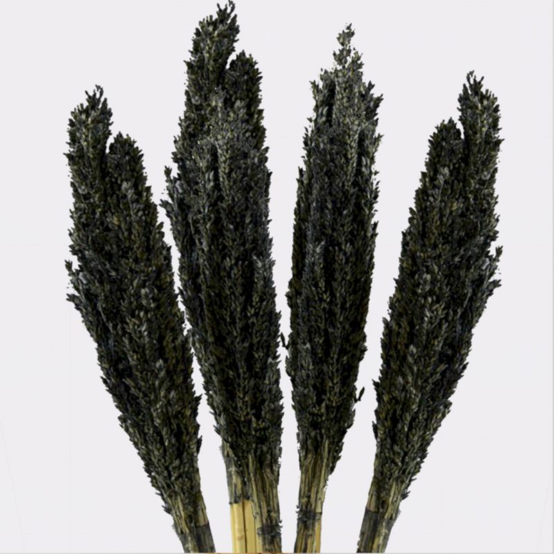 Manojo de hierba de Cantal - Negro