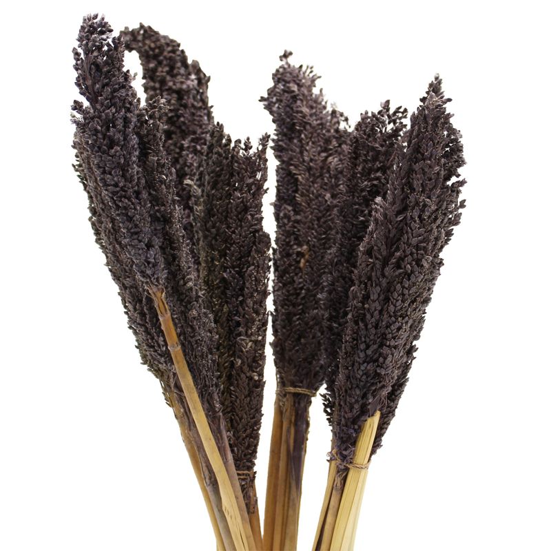 Manojo de hierba de Cantal - Negro