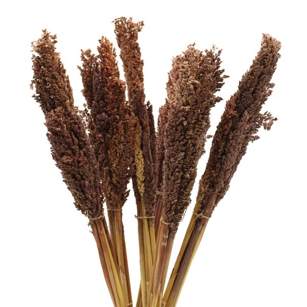 Manojo de hierba de Cantal - Chocolate