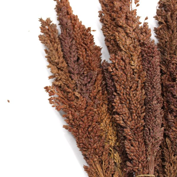 Manojo de hierba de Cantal - Chocolate