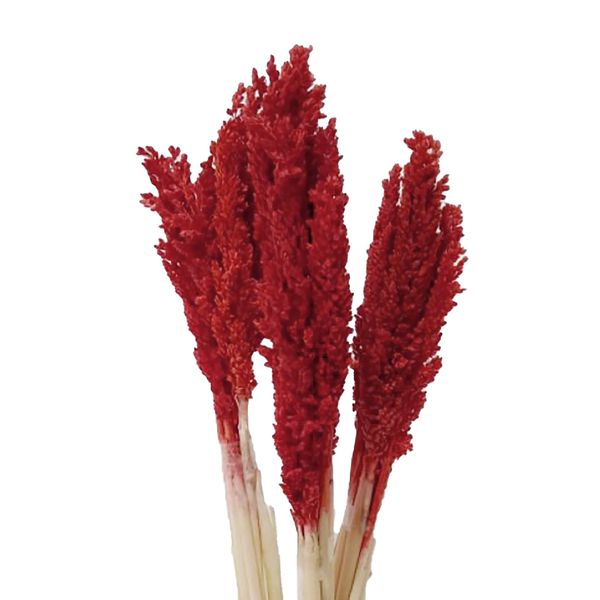 Manojo de hierba de Cantal - Fuego