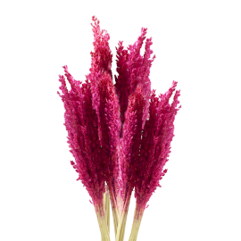 Manojo de hierba de Cantal - Rosa