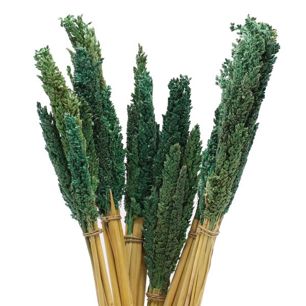 Manojo de hierba Cantal - Verde