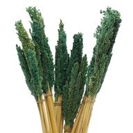 Manojo de hierba Cantal - Verde