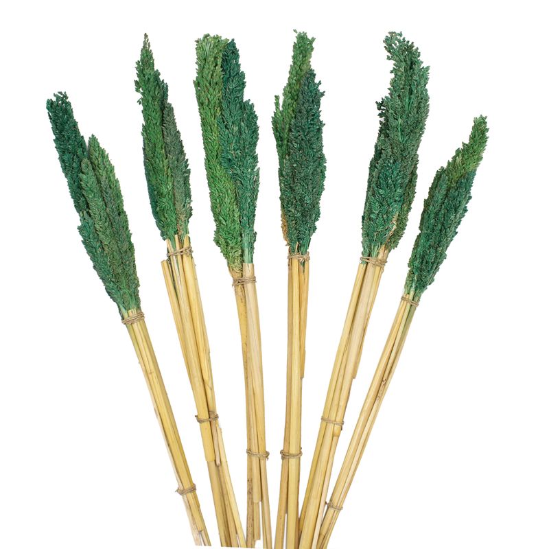 Manojo de hierba Cantal - Verde
