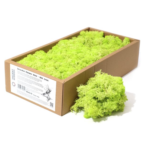 Musgo de Reno para Decoracion - Menta - (aprox. 500g)