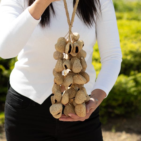 Grande cáscara de semilla Pangi - agitador natural de nueces (50 cáscaras)