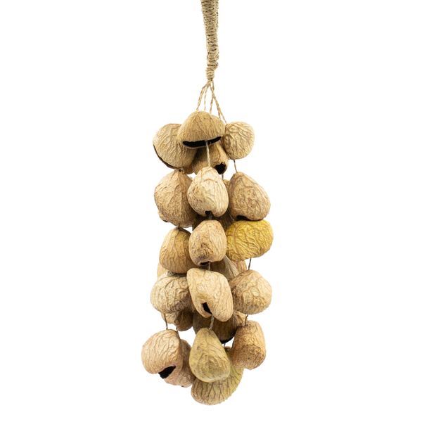 Cáscara de Semilla Med Pangi - Mezclador Natural de Nueces (30 cáscaras)