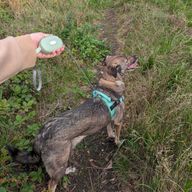 Paw Pet Correa - Pocket Pod - Verde - 1.5m