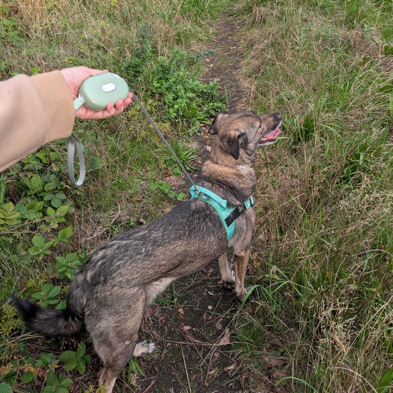 Paw Pet Correa - Pocket Pod - Verde - 1.5m