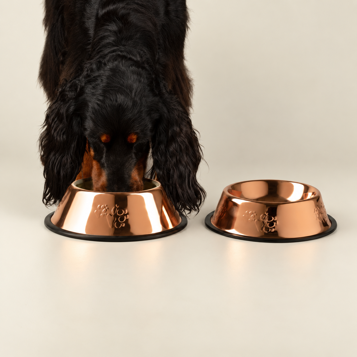 Comederos para mascotas y comederos elevados