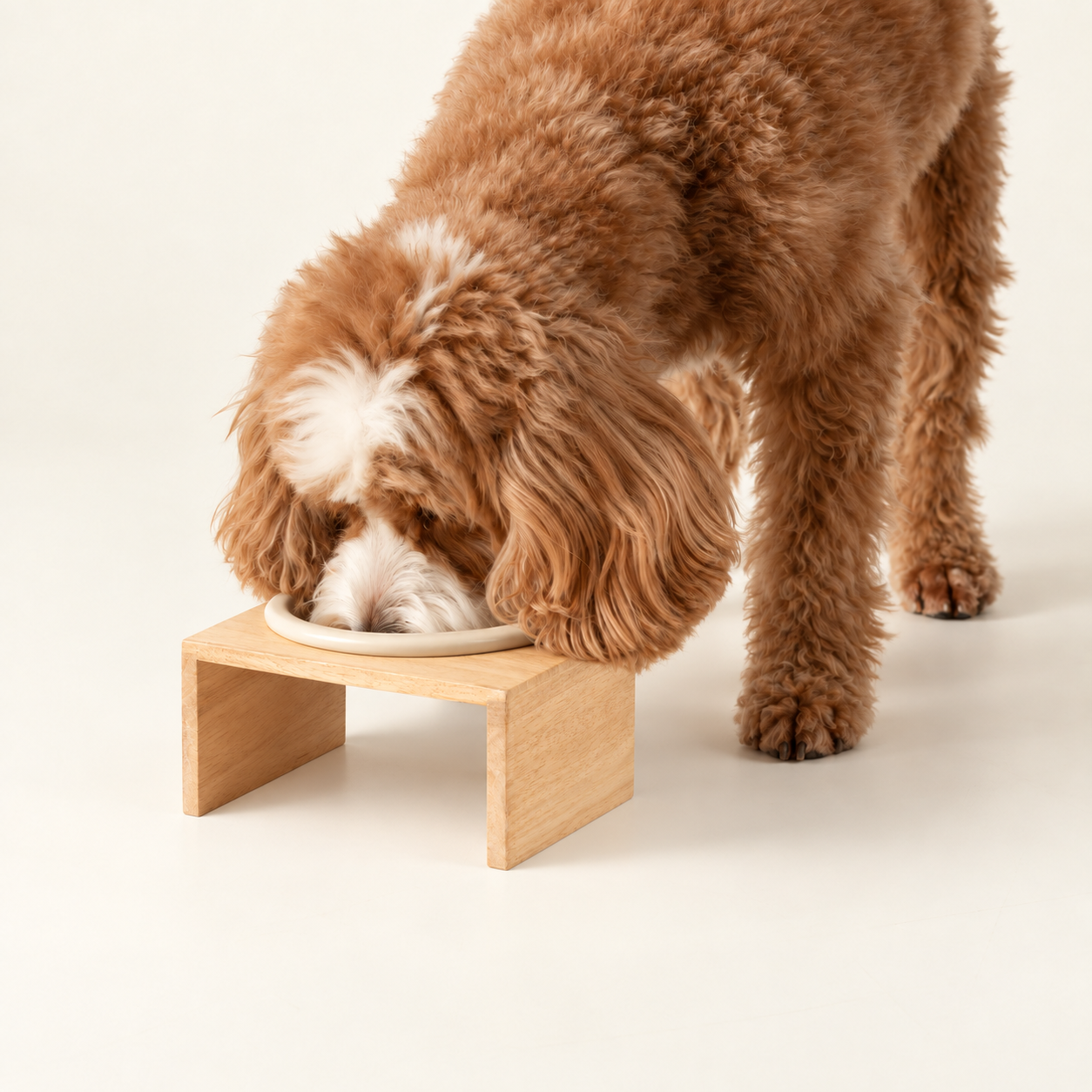 Comederos para mascotas y comederos elevados