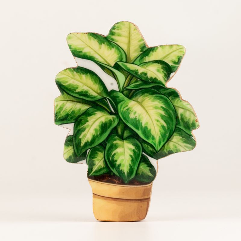 Plantas de interior de madera - Mini planta de la selva