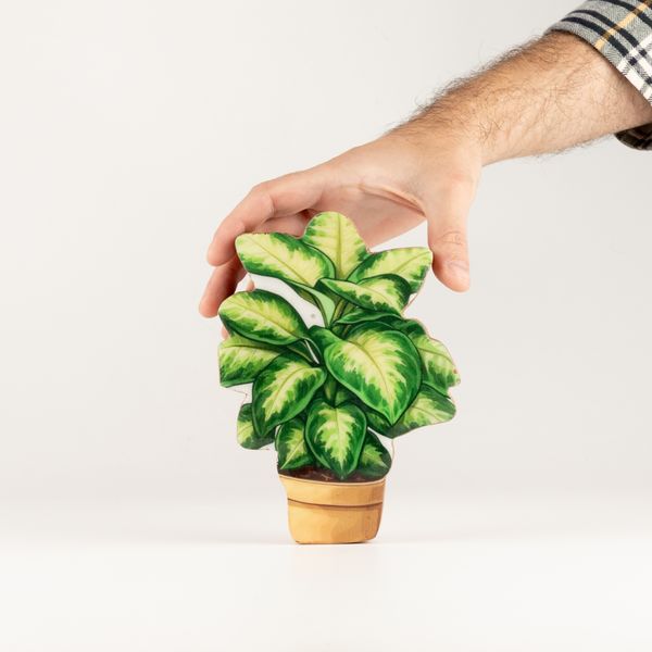 Plantas de madera para el hogar – Mini planta de jungla