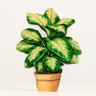 Plantas de madera para el hogar – Planta de la selva mediana
