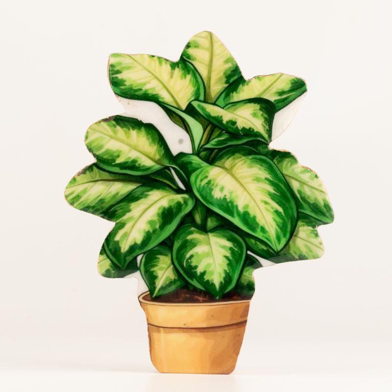 Plantas de madera para el hogar – Planta de la selva mediana