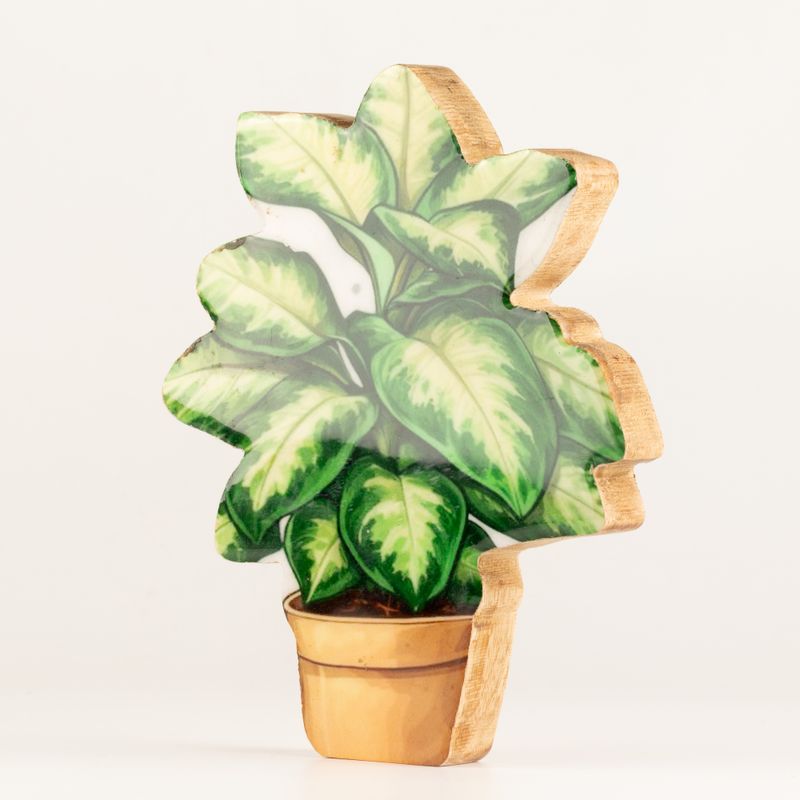 Plantas de madera para el hogar – Planta de la selva mediana