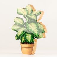 Plantas de madera para el hogar – Planta de la selva mediana