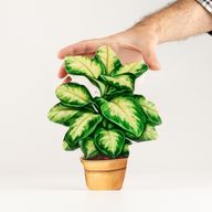 Plantas de madera para el hogar – Planta de la selva mediana