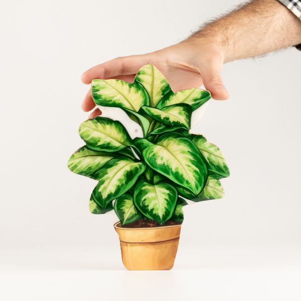 Plantas de madera para el hogar – Planta de jungla mediana