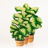 Plantas de madera para el hogar – Planta de la selva mediana