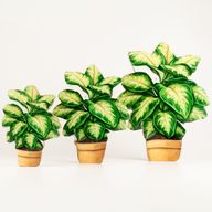 Plantas de madera para el hogar – Planta de la selva mediana