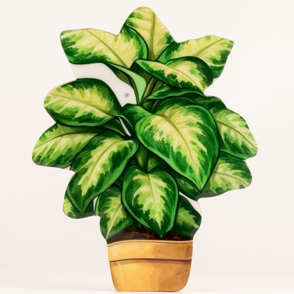 Plantas de madera para el hogar – Pensamiento grande