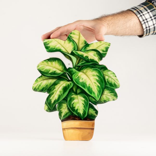 Plantas de madera para el hogar – Pensamiento grande