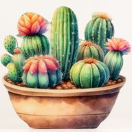 Plantas de madera para el hogar - Jardín de cactus grande