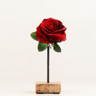 Plantas de madera para el hogar - Mini rosa individual