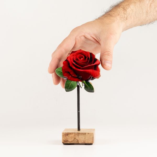 Plantas de madera para el hogar – Mini rosa individual