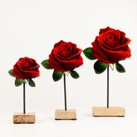 Plantas de madera – Rosa individual mediana