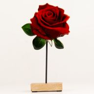 Plantas de madera para el hogar - Rosa grande de tallo único