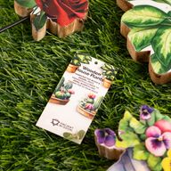 Plantas de madera – Mini seta de sombrero rojo