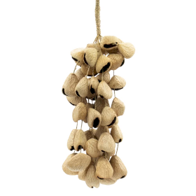 Agitador de nueces natural de cáscara de semilla de Pangi grande (50 unidades)