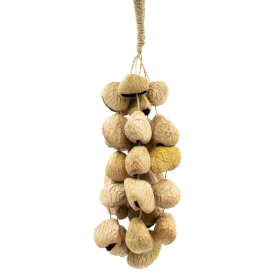 Agitador de nueces natural de cáscara de semilla de Pangi mediano (30 unidades)