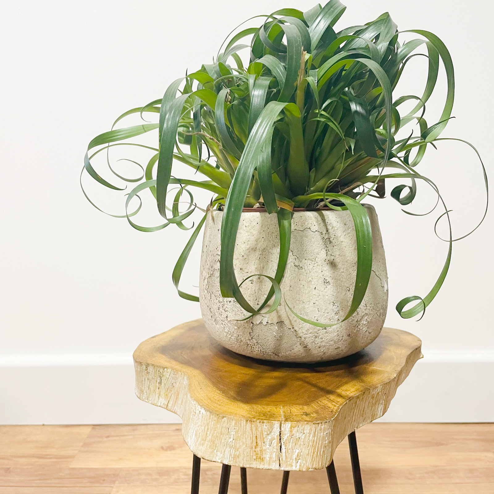 Soporte para plantas al por mayor