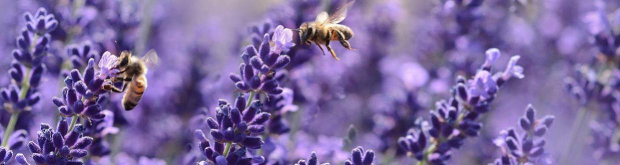 Productos de lavanda al por mayor